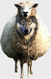 sheep-wolf