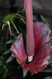 male female lily